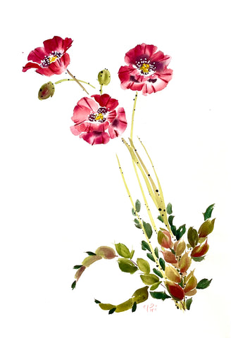 Oriental Poppy