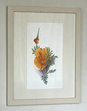 Poppy II - framed prints