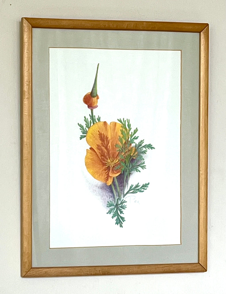 Poppy II - framed prints