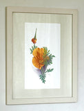 Poppy II - framed prints