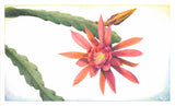 Cactus Flower ORIGINAL