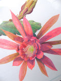 Cactus Flower ORIGINAL