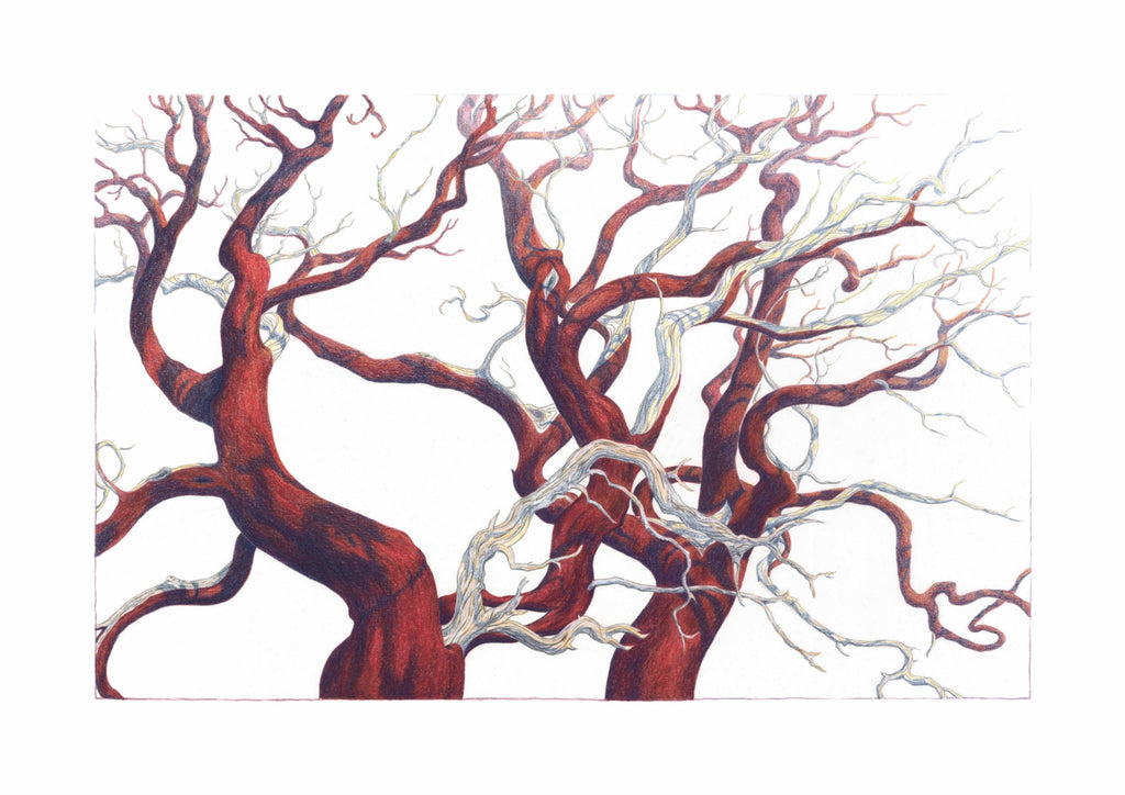 Manzanita - Lg print
