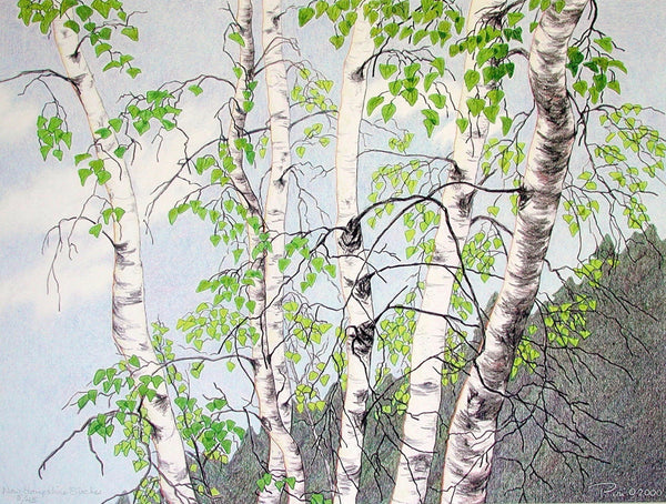 New Hampshire Birches - LG Print